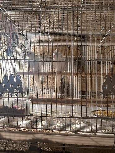 Голуби: Karela qiymet 240 azn 2si cutduler Ağ rəngli nimfa tutuquşuları — 8