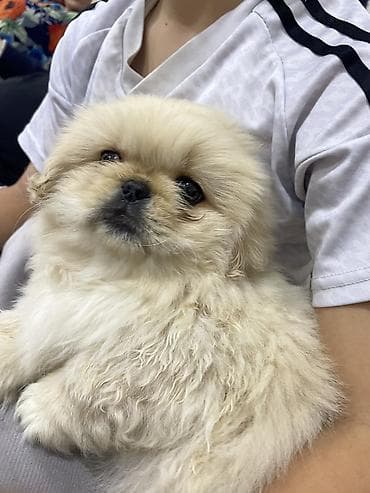 pitbull iti satilir: Pekines — 4