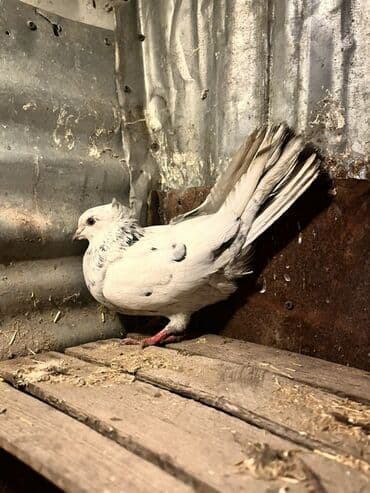 lələkli heyvanlar: Məhsul: Ev göyərçinləri (cins dekorativ/oynaq) Təsvir: - Rəng çeşidi — 1