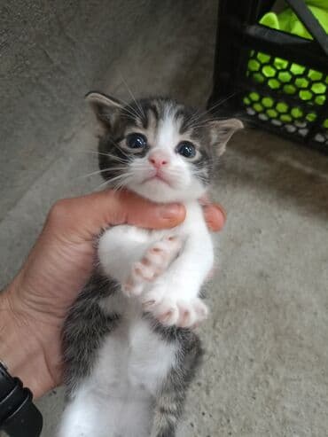 pişik qabı: Erkək, Yaxşı əllərə, Pulsuz çatdırılma — 1