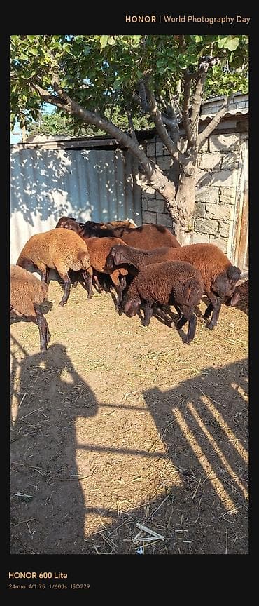 Salam. 11 baş qoyun satılır biri qoç yeddisi dişi üçü quzu dişilərdən lalafo.az -da Salam. 11 baş qoyun satılır biri qoç yeddisi dişi üçü quzu dişilərdən