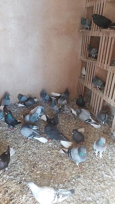 tovuz qusu satiram: Kom şekildə satilir — 6