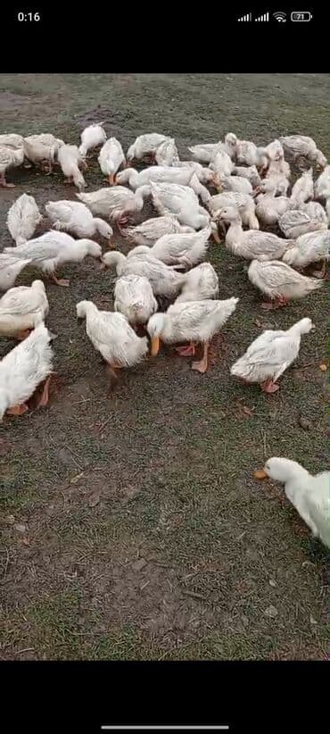 Heyvanlar üçün mallar: Ağ Pekin ördəkləri - Cins: Pekin (ağ lələklər, narıncı gaga və — 3
