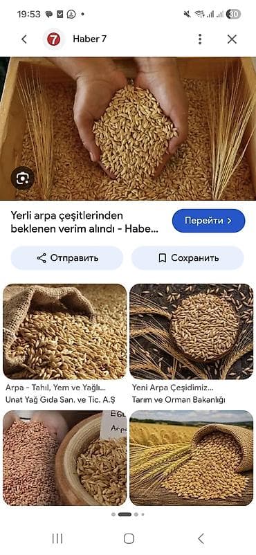 cuce yemi: Salam 0.50 qepik İmişlidedi oz heyetminin arpasidi — 1