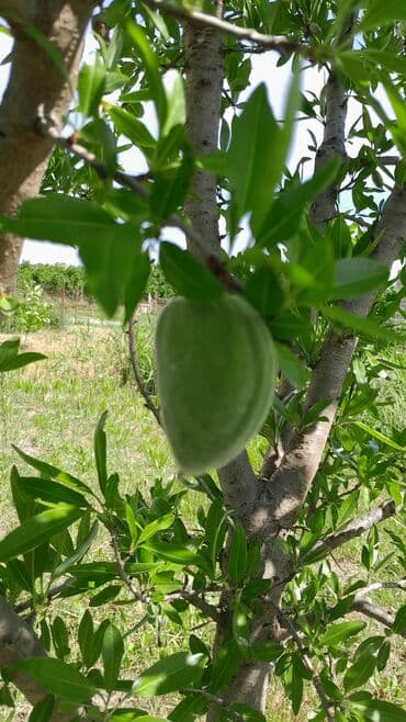 iran peçləri qiymətləri: Məhsul: 25 sot kupçalı həyətyanı torpaq satılır. Bağda 114 ədəd — 3