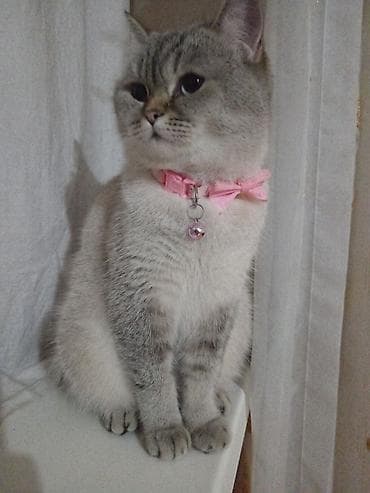 pisik balasi satisi: Britan, Dişi, Yaxşı əllərə, Ünvandan götürmə — 6