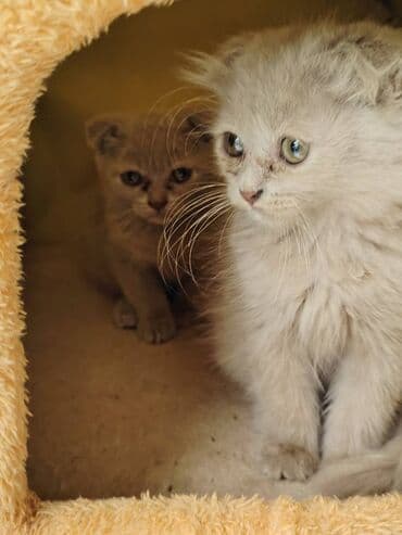 şotland pişik: Şotland — 1