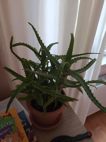 Уличные растения: Qazanda əkilmiş aloe bitkisi. Evdə və ya ofisdə istifadə üçün — 2