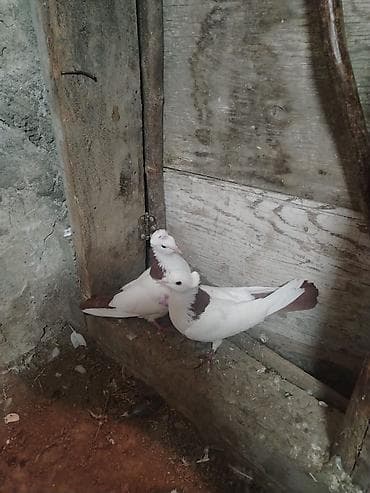 Heyvanlar üçün mallar: Satılır 1 erkək 1 maya — 2