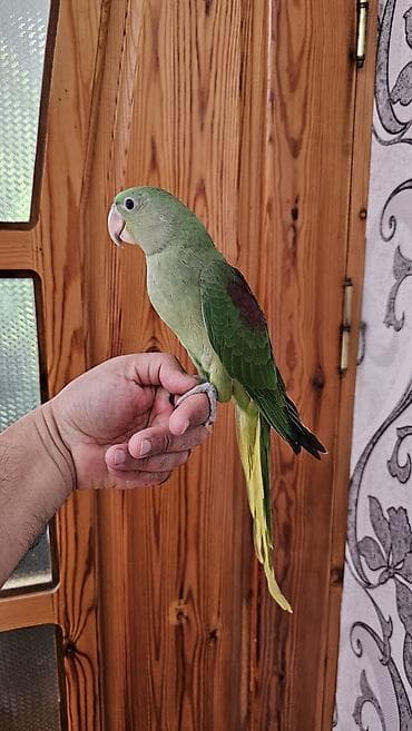 ev goyərcinləri: Aleksandr (parrot) cinsiyyəti dişidir əl quşudur– yaşıl tonlarda, uzun — 3