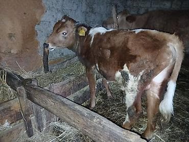 hinduska balasi satilir 2019: 7 aylıq semetalı.erkei dana salır saxlamalı danadı kim istese buyrsun — 2