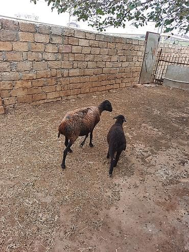 coban iti adları: Qoyun ana balası ilə birlikdə - Cins: ehtimalən yerli — 5