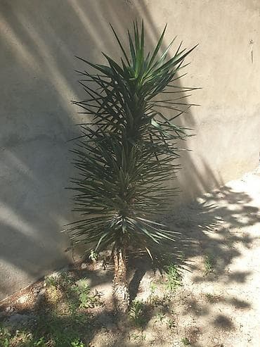 Çöl bitkiləri: Yukka (Yucca) dekorativ ağac - Növ: Yucca – iti, mızraqvari — 2