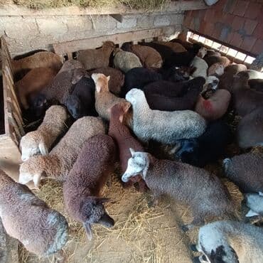 heyvanlara verilən adlar: Salam aleyküm ünvan bakı binə atclık qiymeti 205 mantdan 280 manata — 2