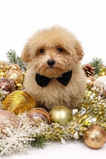 itle: Pudel, 3 ay, Erkek, Peyvəndli, Ünvandan götürmə — 3