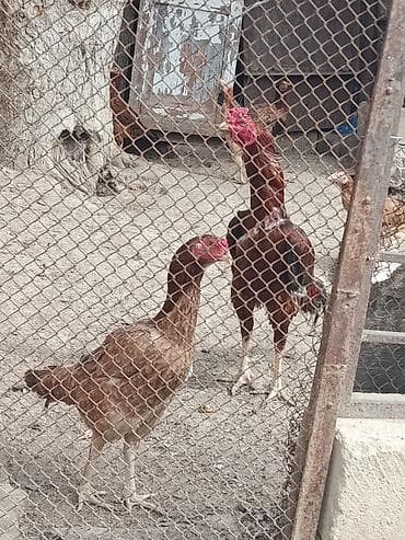 keçi satanlar: Toyuq, Damazlıq — 3