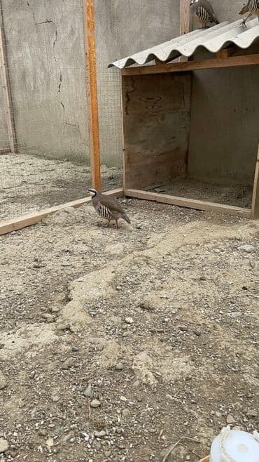 arpa bugda: Məhsul: Qınqırov kəklik (Alectoris chukar) – damazlıq və dekorativ — 2