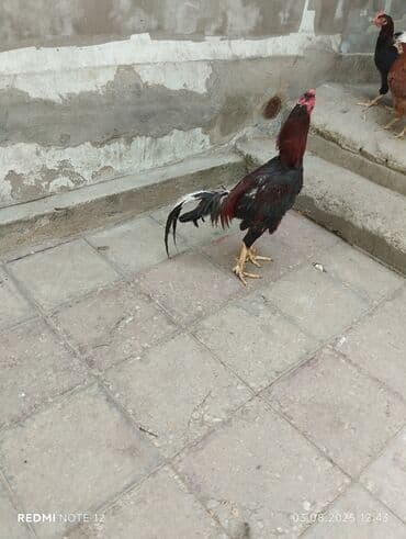 ingilis setteri it cinsinin digər adı nədi: Xoruz, Heyratı, il: 1, Ünvandan götürmə — 4