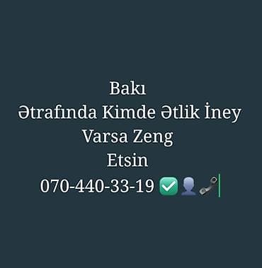 cins inekler azerbaycanda: Bakı və ətraf ərazilərdə ətlik inək axtarılır. şəxslərdən əlaqə — 1