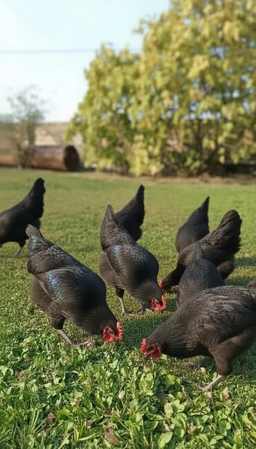 hind quşu baximi: Toyuq, Damazlıq — 6