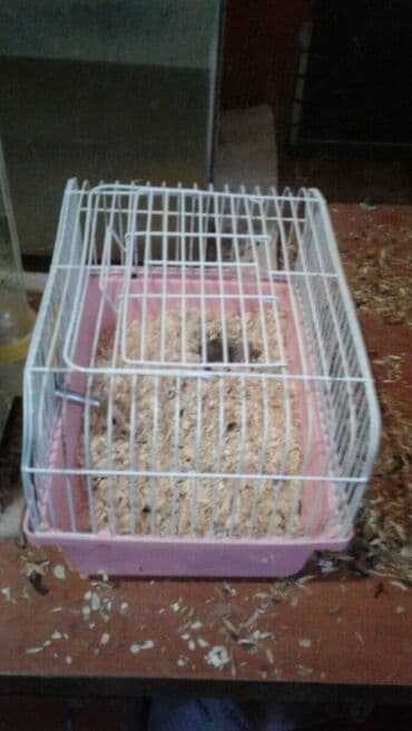 ucuz nivalar: Təzədir. Cunqarik saxlamaq üçün idealdır. 1 Eded cunqarik qefesle — 1