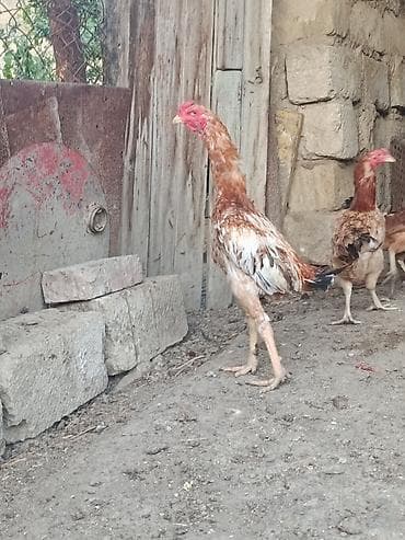 kreditle it satisi: Toyuq cücələri, Damazlıq — 6