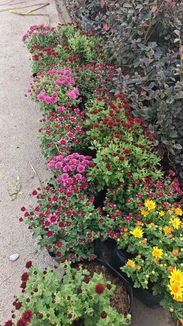 ag yasemen: 1.50 aznden başlayan qiymətlərlə Xrizantema (Chrysanthemum) bəzək — 16