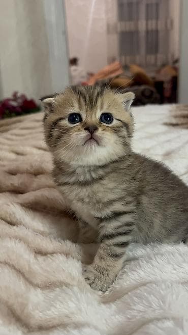 pisiklər: Britan, Erkək, Ödənişli çatdırılma — 9