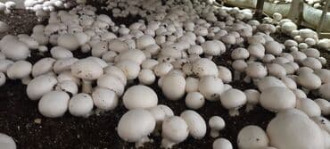 şam ağac: Salam hərvaxtınız xeyir, "CHAMPION GROUP" olaraq sizlərin qarşısına — 11