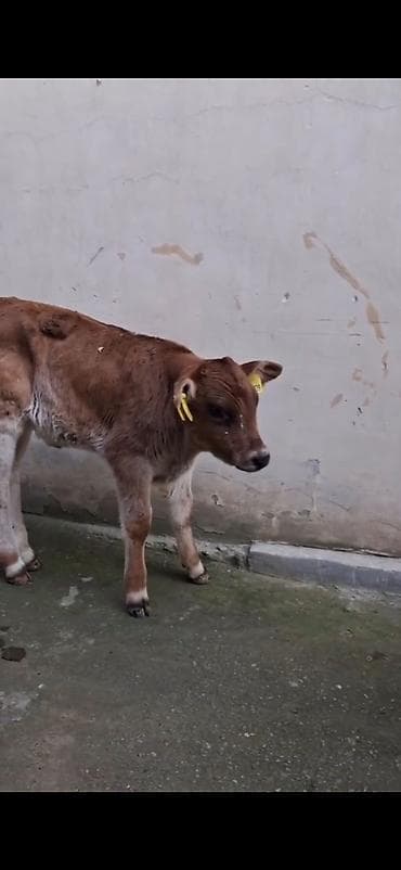 Кошки: Satılır: quzadan kəsilmiş bir neçə dana (südlük-döşəməli buzovlar) — 10