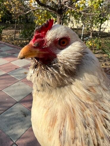 kend teserrufati: Toyuq, Yumurtalıq — 4