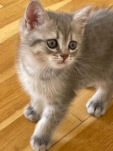 hamster satisi: Qızıl şinşilla, Erkək, Ünvandan götürmə — 4
