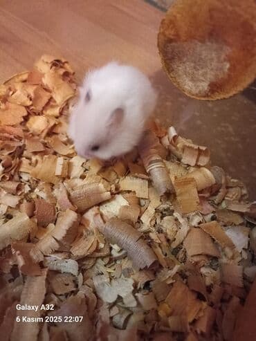 енот в баку купить: Sevimli hemsterlar nadir uzun tuklu olurlar böyüyəndə cinsi erkey və — 7