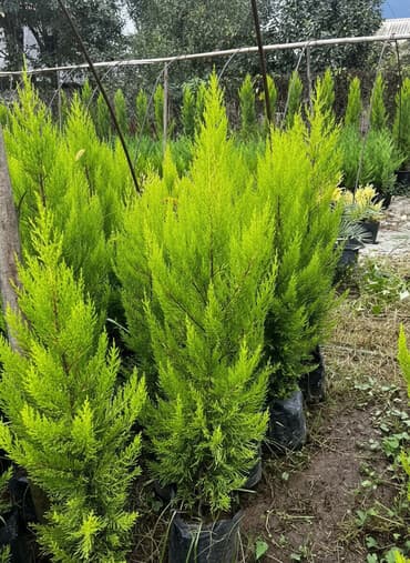 Bitki dərmanları: Bütün növ dekarativ ağacların və kol bitkiləri və meyvə ağacların — 1