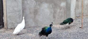 en iri it cinsi: 1 ədəd 4 illik 1 ədəd 2.5 illik erkək qaraqanad. Damazlıq və qan — 3