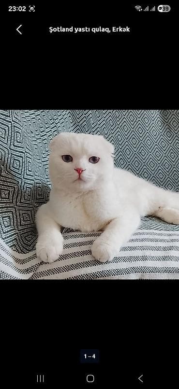 serebrist cuce satisi: Şotland yastı qulaq, Erkək, Cütləşmə üçün — 1