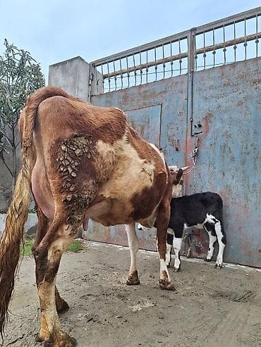 Atlar: 14 litir süd verir 7 gündü doğub 3 qarına doğub balası erkəydi — 2