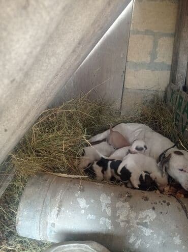 Yavrulu it – ana itlə birlikdə - Yuva şəraitində saxlanılan ana it və