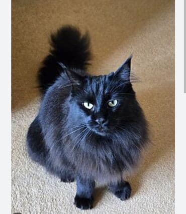 pişik itib: Yaxşı əllərə — 1