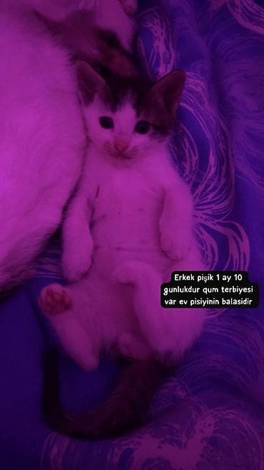 arpa bugda satisi: Erkək, Yaxşı əllərə — 3