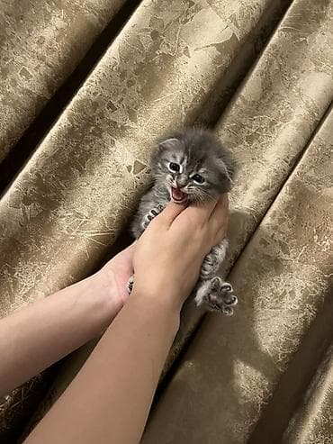 pişik yuvası: Boz rəngli, uzun tüklü balaca pişik balası - Cins: Ev pişiyi (uzun — 3