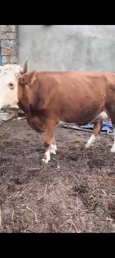 inek adlari azerbaycan: 2-ci balasidi erkek balasi var 25 südü var 6500 azn — 4