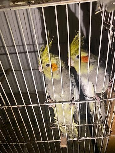 Попугаи: Nimfa (Cockatiel) cütü – boz-sarı rəng çalarını daşıyan, yanaqlarında — 2