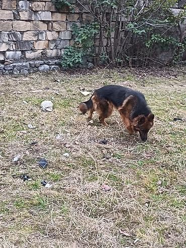 it parodaları: Alman çoban iti, 1 il, Dişi, Peyvəndli, Ödənişli çatdırılma — 6