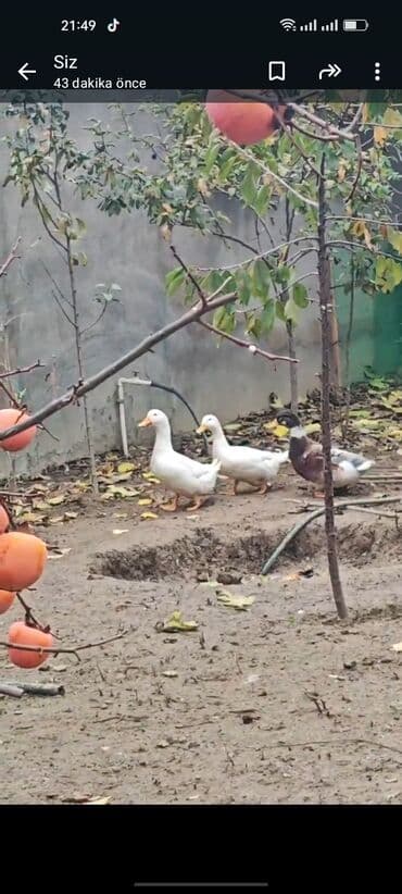 Məhsul: Ördəklər - Növ: Ev quşu – ördək - Rənglər: 2 ədəd ağ, 1 ədəd lalafo.az -da Məhsul: Ördəklər - Növ: Ev quşu – ördək - Rənglər: 2 ədəd ağ, 1 ədəd