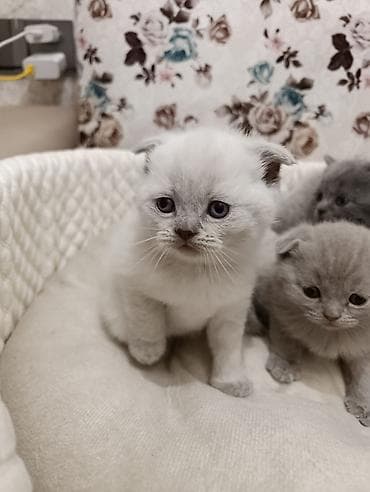 ev itiləri: Şotland, Ödənişli çatdırılma — 6