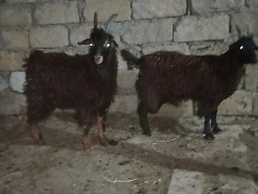 keci: Məhsul: 2 baş qara rəngli keçi 1 erkəy 1dişi 20 22 kilo diri — 2