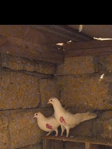 qəfəs quş: Salam hazir cutuduler erkey 12 tukdu maya14 tukdu ucuşlarda var — 1