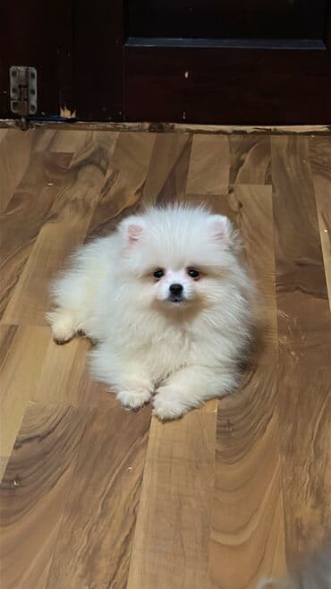 satılık dana saray: Şpitz, 2 ay, Erkek, Peyvəndli, Ünvandan götürmə — 1