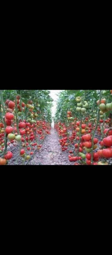 Investor tələb olunur. işi böyütmək ücün bu işə yatırım etmək isdəyən — 1